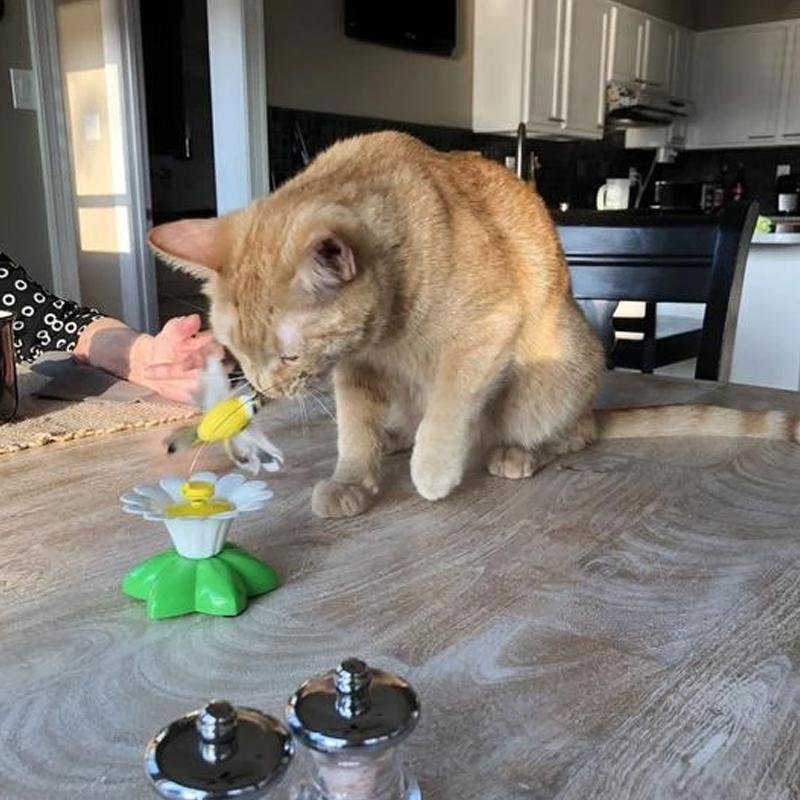 Interactive Bird Toy For Cat