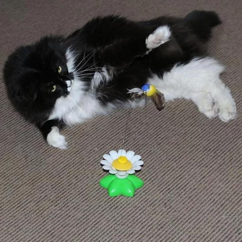 Interactive Bird Toy For Cat